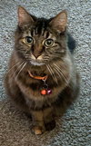 FIYAH #1825 - Offered by Owner- Female Fluffy