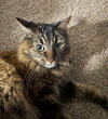 FIYAH #1825 - Offered by Owner- Female Fluffy