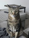 BELLA #1830 - Offered by Owner - Family Friendly