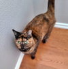 NOVA #1833 - Offered by Owner - Lap Cat!