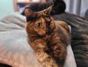 NOVA #1833 - Offered by Owner - Lap Cat!