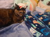 NOVA #1833 - Offered by Owner - Lap Cat!