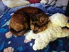 NOVA #1833 - Offered by Owner - Lap Cat!