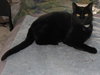 ONYX - Gentle and Friendly -Adult female