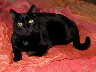 ONYX - Gentle and Friendly -Adult female, Adult Domestic Short Hair / Tuxedo / Mixed (short coat), cat for adoption in Keizer, Oregon