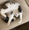 GEORGE #1835 - Offered by Owner - In/Out
