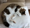 GEORGE #1835 - Offered by Owner - In/Out