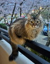 PIXIE #1837 - Offered by Owner
