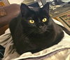 G'KAR #1818 - Offered by Owner - Declawed Senior