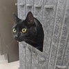 G'KAR #1818 - Offered by Owner - Declawed Senior