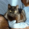 G'KAR #1818 - Offered by Owner - Declawed Senior