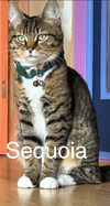 Sequoia,Vienna, Kumiko #1839A -Offered by Owner