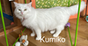 Sequoia,Vienna, Kumiko #1839A -Offered by Owner