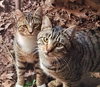 Outside Teen Kittens - Farm Workers