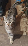 Outside Teen Kittens - Farm Workers
