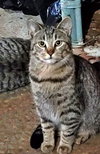 Outside Teen Kittens - Farm Workers