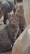 Outside Teen Kittens - Farm Workers
