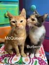 Burburry,Delatisse, McQuillyn, McQueen- #1839B