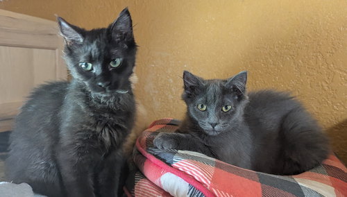 picture of the cat needing adoption