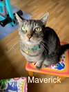 LAKOTA & MAVERICK #1839D - Offered by Owner