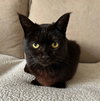 MINDY #1846 - Offered by Owner - Young and Snuggly
