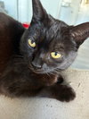 MINDY #1846 - Offered by Owner - Young and Snuggly