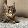 ELLIE MAY & MEADOW - Offered by Owner -Sister Pair