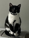 ELLIE MAY & MEADOW - Offered by Owner -Sister Pair