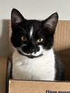 ELLIE MAY & MEADOW - Offered by Owner -Sister Pair