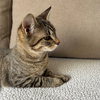 ELLIE MAY & MEADOW - Offered by Owner -Sister Pair