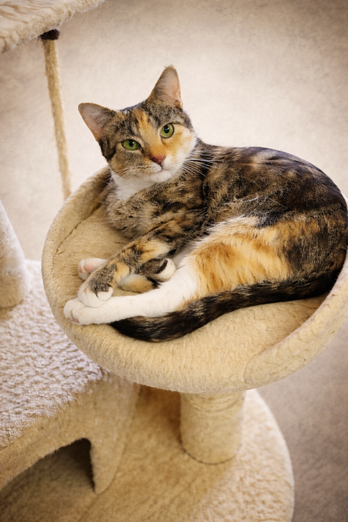 CAROL - Young adult female, Adult Torbie / Domestic Short Hair / Mixed (short coat), cat for adoption in Keizer, Oregon