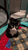 BROOKLYN - Young Female