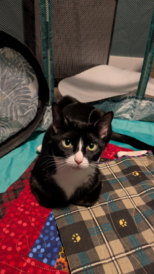 picture of the cat needing adoption