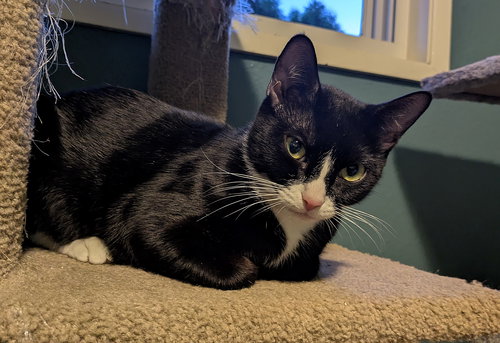 BROOKLYN - YOUNG FEMALE - Tuxedo / Domestic Medium Hair available for adoption