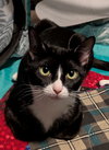 BROOKLYN - Young Female - Photo 1