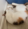 PHOEBE #1849 - Offered by Owner