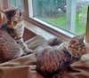 Baker #1829 - Offered by Owner - Teen kitten