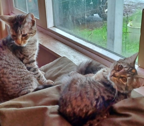 picture of the cat needing adoption