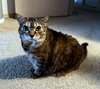 KIMBA #1850 - Offered by Owner - Senior Sweetheart