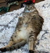 KIMBA #1850 - Offered by Owner - Senior Sweetheart