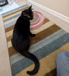 ANNABELLE #1851 - Offered by Owner - Young female