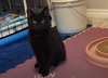 ANNABELLE #1851 - Offered by Owner - Young female