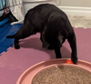 ANNABELLE #1851 - Offered by Owner - Young female