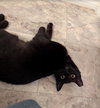 ANNABELLE #1851 - Offered by Owner - Young female