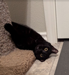 ANNABELLE #1851 - Offered by Owner - Young female