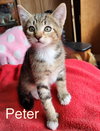 3 LITTLE KITTENS - Greg, Peter and Jan