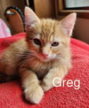 3 LITTLE KITTENS - Greg, Peter and Jan