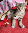 3 LITTLE KITTENS - Greg, Peter and Jan