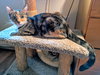 3 LITTLE KITTENS - Greg, Peter and Jan