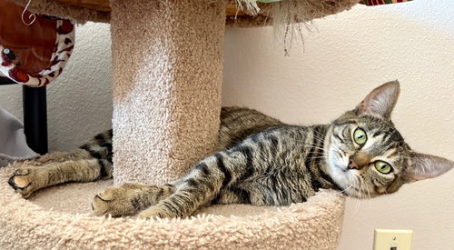 EMMIE - Young female, an adoptable Tabby in HILLSBORO, OR